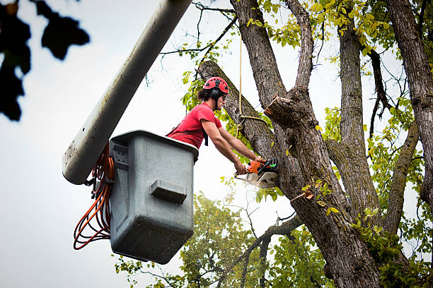 Best Tree and Shrub Care  in Ontario, OR